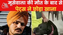 Punjabi Singer Sidhu Moose Wala pets refuse food
