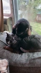 Kitty Gets Groomed by Monkey