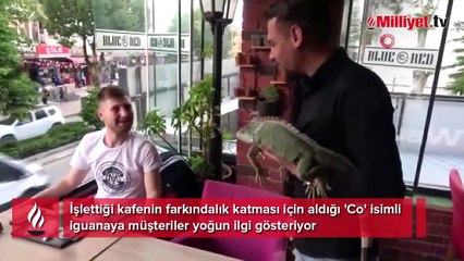 Müşterilerini iguana ile karşılıyor
