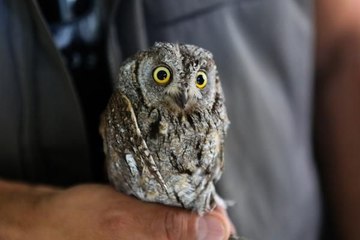 KARGALARIN SALDIRISINDA YARALANAN İSHAK KUŞU TEDAVİYE ALINDI