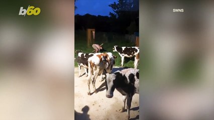 Video of Cows in a Woman's Backyard Goes Viral!