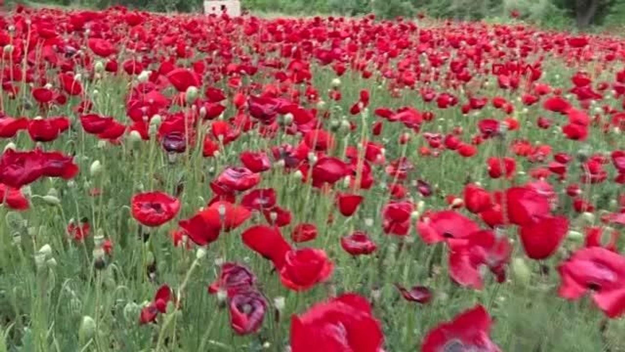 GELİNCİKLERİN AÇTIĞI TARLALARDA GÖRSEL ŞÖLEN