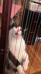 Kitty Licks Harp Strings