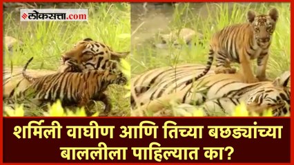 चंद्रपूर | ताडोबातील शर्मिली वाघीण आणि तिचे बछडे कॅमेऱ्यात कैद