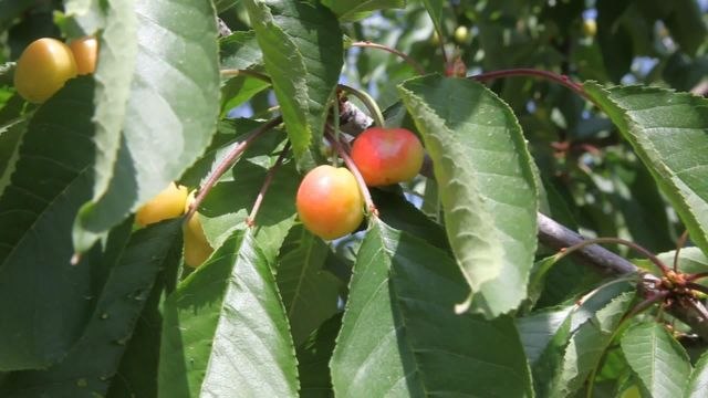 Dalbastı Kirazı Yeni Hasat Dönemine Hazırlanıyor. Yeşilyurt Ziraat Odası Başkanı Solmaz: Çiftçinin Tarlada Kalması İçin Destek Verilmeli