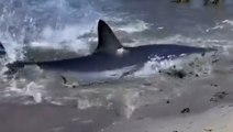 Mako shark washes ashore along Long Island