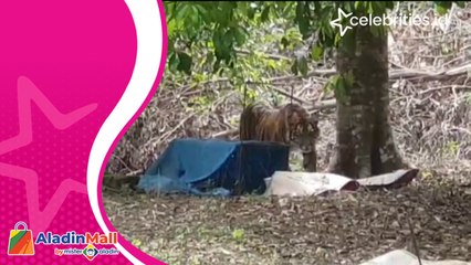 Seekor Harimau Sumatera Masuk Pemukiman Warga, BKSDA Aceh Keluarkan Peringatan
