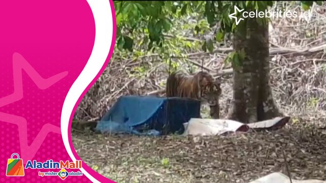 Seekor Harimau Sumatera Masuk Pemukiman Warga, BKSDA Aceh Keluarkan Peringatan