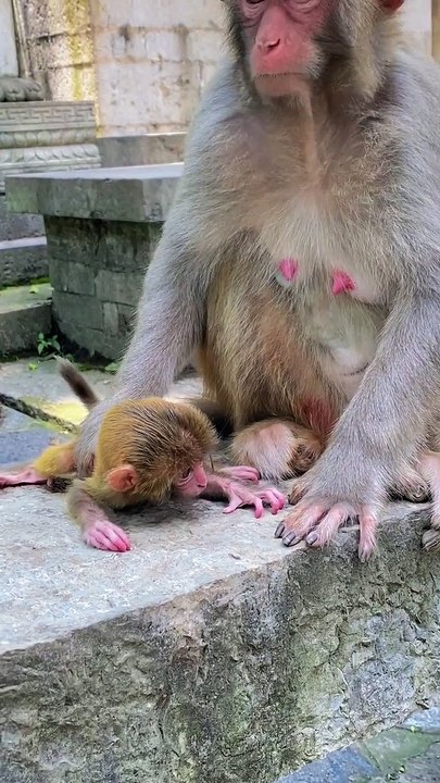 Newborn Baby monkey cute animals