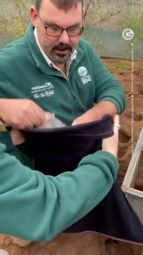 ⁣Endangered Bilby Makes a Comeback in Australia