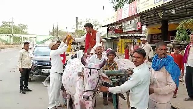 चुनावी रंग : बैलगाड़ी से नामांकन भरने पहुंचा जिला पंचायत सदस्य प्रत्याशी
