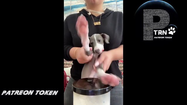 Compilation of Funny DOG Videos! Cute doggies, funny dog videos compilation