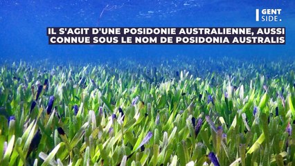 Des chercheurs découvrent la plante "la plus grande du monde", deux fois plus vaste que Paris
