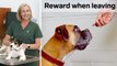 Veterinarian Explains How to Prevent Pet Separation Anxiety