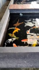 koi goldfish