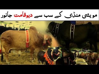 Beautiful Heavy Cow and  Bulls Collection 2019