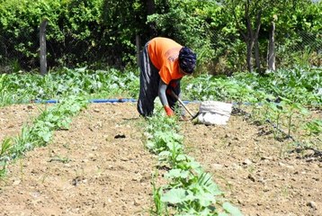 Cumhuriyet Çiftlikleri Projesi ile ata tohumları hayat buluyor
