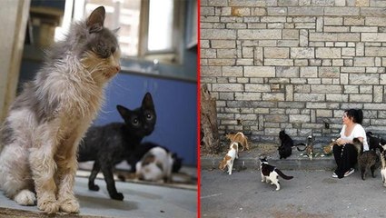 Büyükada'da son 4 ayda FIP hastalığı yüzünden 700 kedi öldü