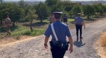 Paternò (CT) - Bovini pascolavano in terreni incendiati: denunciati allevatori (03.06.22)