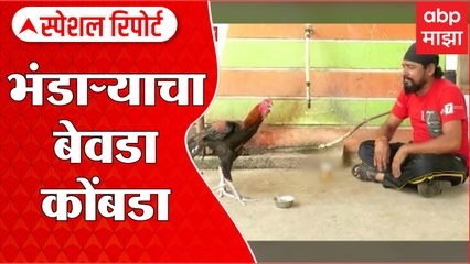 कोंबडा... अट्टल बेवडा! भंडाऱ्यातल्या कोंबड्याला दारूचं व्यसन, कशी लागली दारुची चटक? Special Report