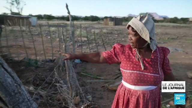 Namibie : la vente de 170 éléphants aux enchères fait polémique