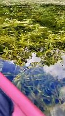 Kayaker Floats by Massive Turtle