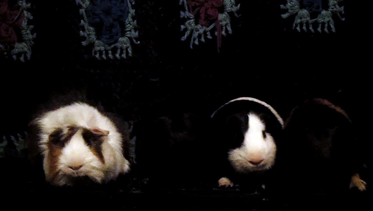 CAVIA PORCELLUS DAVID 102_8577