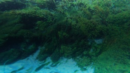 La "plus grande plante de la Terre" découverte en Australie