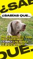 ¿Sabías que los perros son igual de inteligentes que un niño de dos años?