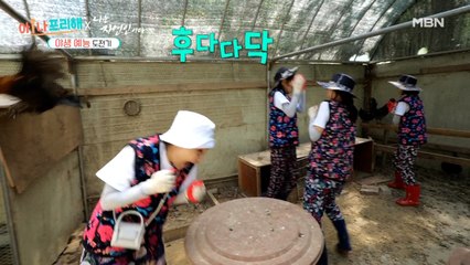 잡히면 죽는다...ㄷㄷ 닭들아 돔황챠~]_[ 사람 잡는 닭 등장?