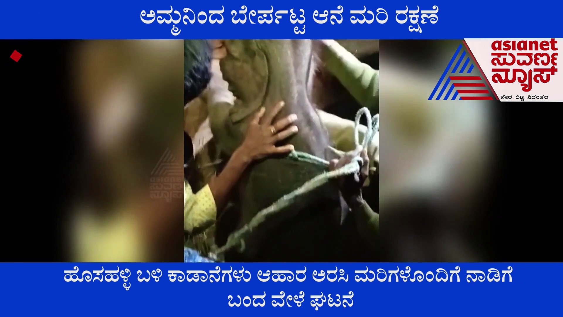 ಮೈಸೂರು; ಅಮ್ಮನಿಂದ ತಪ್ಪಿಸಿಕೊಂಡಿದ್ದ ಆನೆ ಮರಿ ಅರಣ್ಯಕ್ಕೆ; ವಿಡಿಯೋ