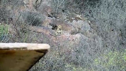 जयपुर में बीच सड़क पर पहुंचा पैंथर, हो गया ट्रैफिक जाम, देखें वीडियो
