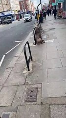 Big Dog's Leash Comes Loose