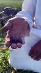 بالفيديو: مزارع من بوري: بدء موسم الرطب بعد أسبوع