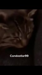 القطه بتقلدها  | The cat imitates it