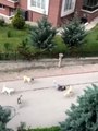 Ankara'da 6 başıboş köpeğin çocuğa saldırma anı kamerada