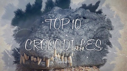Top 10 Amazing Crocodiles Compilation You never Seen before ^^