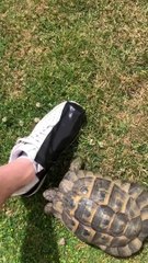Tommy Shellby the Tortoise vs Black Tape