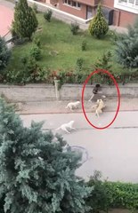 Sokak köpeklerinin ortaokul öğrencisine saldırdığı anlar kamerada