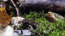 Dos ranas en el centro de una batalla contra la minería en Ecuador