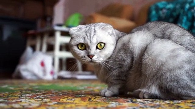 Cute and Funny Cat Videos to Keep You Smiling!
