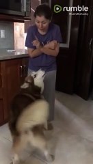 Husky refuses to be lectured after bad behavior his owner