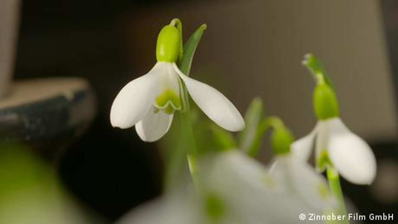Georgien: Das Geschäft mit den Schneeglöckchen