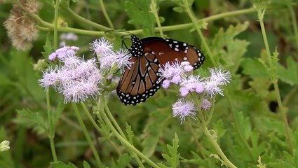 Officials report 35 percent increase in Monarch butterfly population