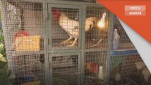 Tiada Eksport Ayam | Tindakan Malaysia cetus kebimbangan di Singapura