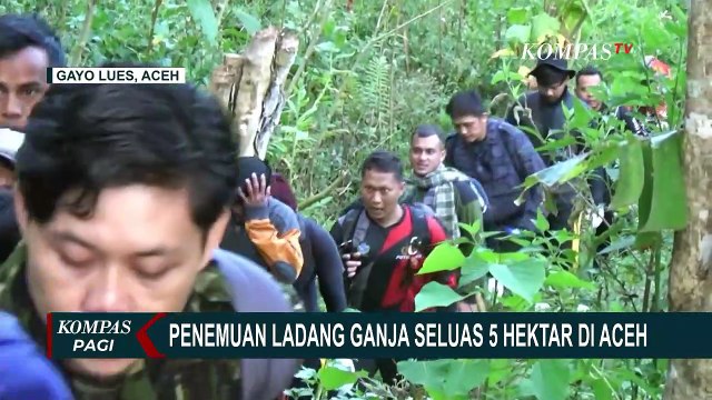BNN, Polisi, dan TNI Temukan 5 Hektar Ladang Ganja di Pegunungan Leuser Gayo Lues Aceh