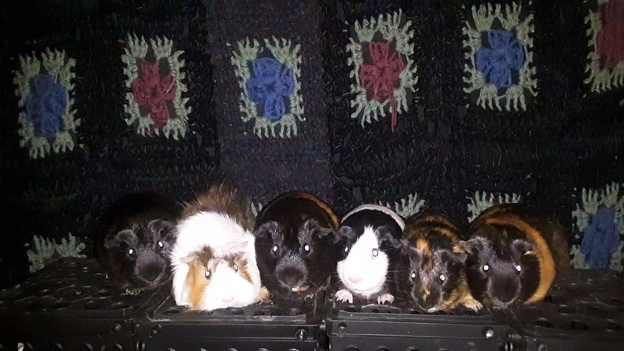 CAVIA PORCELLUS DAVID 20210612_081522