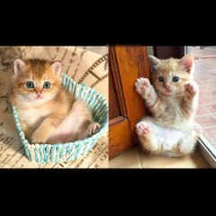 Best Funny Animal Videos 2022 - Funniest Dogs And Cats Videos  Compilation 2022