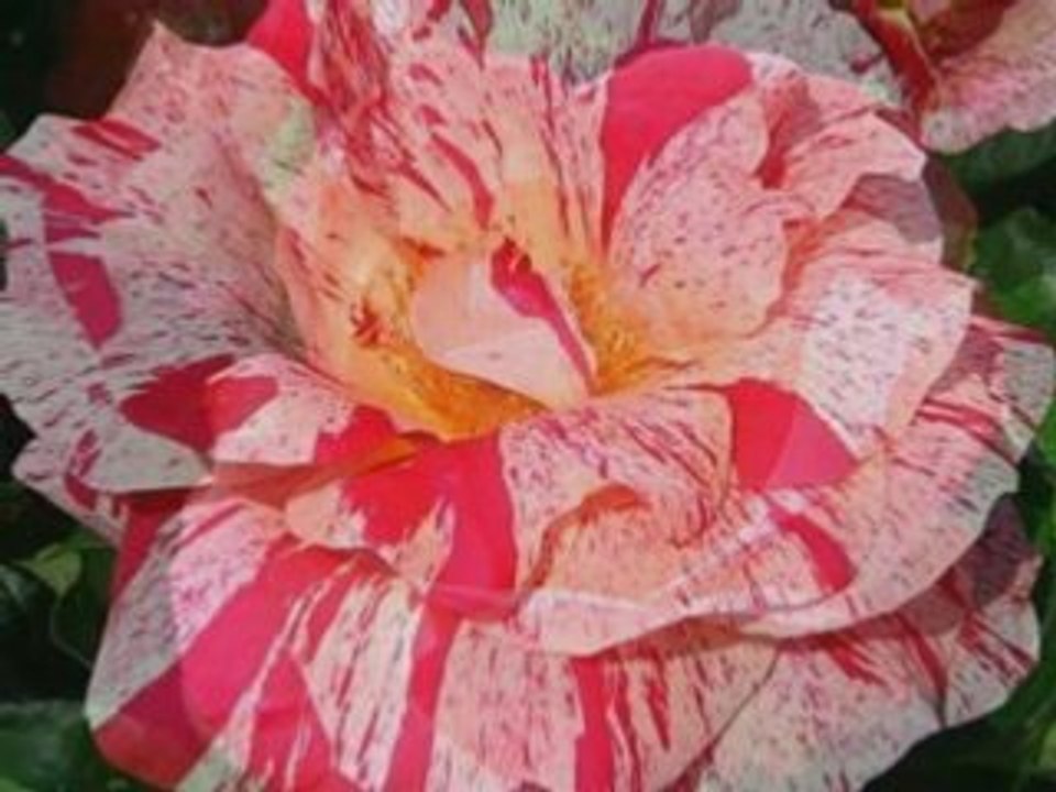 Rosen