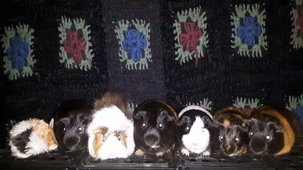 CAVIA PORCELLUS DAVID 20210612_081929